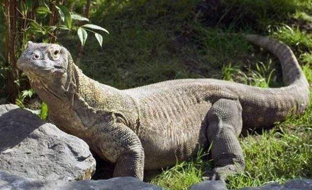 Η μεγαλύτερη σαύρα του κόσμου καταπίνει ολόκληρη μαϊμού – Bίντεο-σοκ